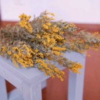 ミモザ,ドライフラワー,種まき中毒,GS映え,種まき大好きの画像