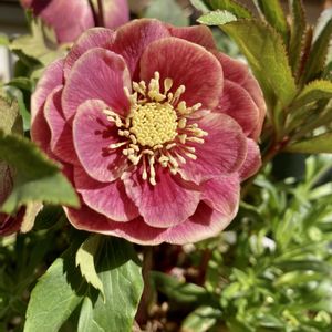クリスマスローズ,クリスマスローズ,ヘレボルス,クリスマスローズ ダブル,クリスマスローズ ソレイユの画像