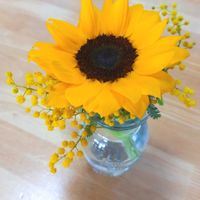 ヒマワリ,ヒマワリ,ミモザ,ミモザ,切り花の画像