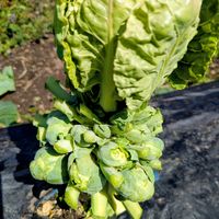自家製野菜,家庭菜園,畑の画像