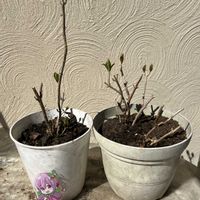 アジサイ,ハイドランジア,ハイドランジア,八重咲きアマリリス,鉢植えの画像