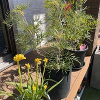 カンガルーポー,プロテア ピンクアイス,グレビレア ピーチズ&クリームの画像