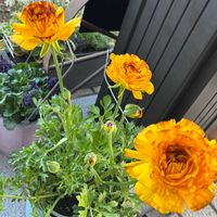 ラナンキュラス,ナチュラルガーデン,ビタミンカラー,花と暮らす,玄関内側の画像