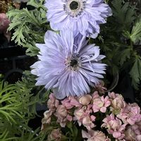 ガーベラ,クリスマスローズ・リビダス,八重咲きカランコエ,ラークスパー アールグレイ,見元園芸 アネモネの画像