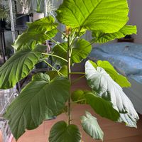 ウンベラータの画像