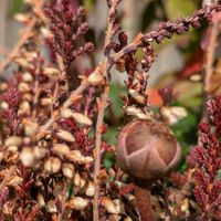 カルーナ,カルーナ,ギョリュウモドキ,ガーデンシクラメンの実,花のある暮らしの画像