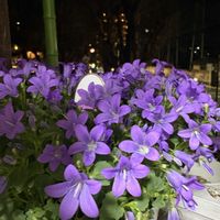 ベルフラワー,ベルフラワー,ベルフラワー,ベルフラワー,紫の花の画像