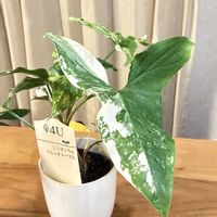 フレンチマーブル,シンゴニウム フレンチマーブル,リビング,モニター,PRの画像