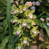 シンビジウム,シンビジューム,シンピジューム,観葉植物,洋蘭の画像