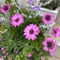 バコパ,ルピナス,エレモフィラ・ニベア,ダブルオステオスペルマム,植物のある暮らしの画像