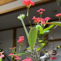 ハナキリン,パキポディウム・デンシフローラム,デンシフローラム,花キリン,パキポの画像