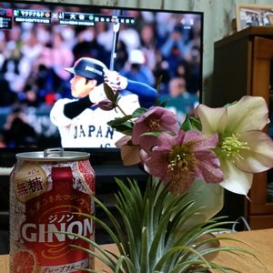 チランジア,チランジア,クリスマスローズ,クリスマスローズ,クリスマスローズ   シングルの画像