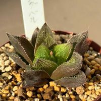 ハオルチア,ハオルチア ウエディングベル,水やり,多肉のある暮らし,防寒対策の画像