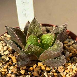 ハオルチア,ハオルチア ウエディングベル,水やり,多肉のある暮らし,防寒対策の画像