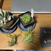 ハオルチア,チランジア   ブルボーサ,ガステリア 桜富士,ハオルチア 桜水晶,チランジア　イオナンタ　グリーンスノーの画像