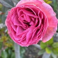 シクラメン,ナデシコ,ネメシア,バラ,八重咲きストックの画像