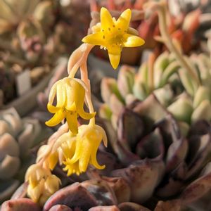 多肉植物,エケベリア属,多肉植物の花,多肉植物の紅葉の画像