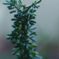 ハオルチア,多肉植物,観葉植物,塊根植物,サボテン科の画像