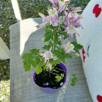オダマキ,つばき,癒しの植物,ねこと緑のある暮らし,幸せな時間の画像