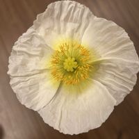 ポピー,ポピー,白い花,植物のある暮らし,花友さんに感謝の画像