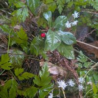 セリバオウレン,ヤブコウジ,山野草,葉っぱ好き,仕事帰りの画像