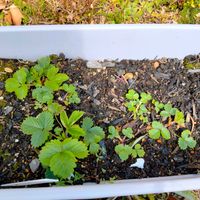 ワイルドストロベリー,家庭菜園,庭の画像