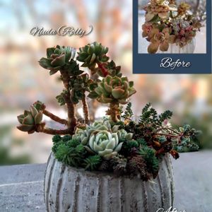 サボテン,ヌダ,ローリー,多肉植物,育てやすい多肉植物の画像