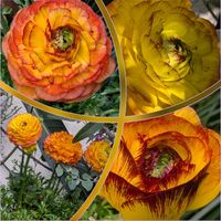 ハーデンベルギア,マツ,ラナンキュラス,ビカクシダ,ヘリクリサムの画像