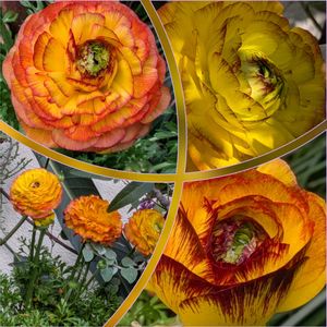 ハーデンベルギア,マツ,ラナンキュラス,ビカクシダ,ラナンキュラス　ラックスの画像