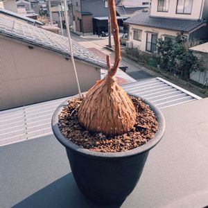ペトペンチア ナタレンシス,珍奇植物,根塊植物,塊茎植物,ペトペンチア属の画像
