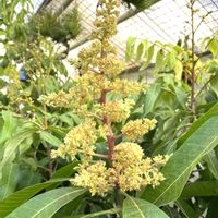 マンゴー,熱帯植物,トロピカルフルーツ,熱帯果樹,家庭菜園の画像