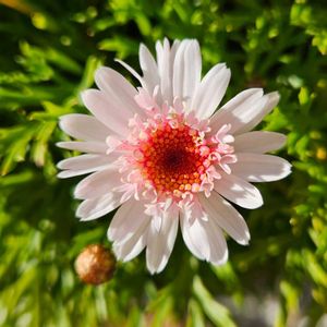 ボンザマーガレット イチゴショート,鉢植え,明るい日陰,プランター,ガーデニング初心者の画像