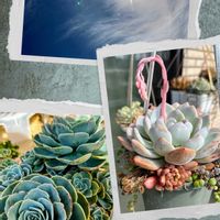 七福神,多肉植物,多肉寄せ植え,可愛い,元気！の画像