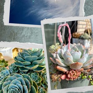 七福神,多肉植物,多肉寄せ植え,可愛い,元気！の画像