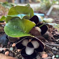 パンダカンアオイ,カンアオイ,原種シクラメン コウム,山野草,庭の画像