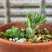 オキナグサ,ユキワリコザクラ,日本翁草,日本翁草,山野草の画像