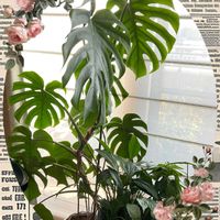 サルビア,モンステラ,ベビーサンローズ,レモンバーム,斑入りキンギョソウの画像