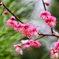 ツバキ,ナンテン,梅(うめ),美しい花,湯布院の画像