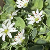 ニオイスミレ,ブルークローバー,シコタンハコベ（雪花火）,ニオイアラセイトウ（エリシマム）,鉢植えの画像