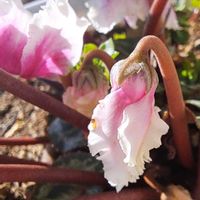 シクラメン,シクラメン,鉢植え,花のある暮らし,復興祈願の画像