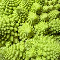 ロマネスコの画像