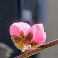 アンズ,ハナモモ,ボケ,ベランダガーデン,夕焼けの画像