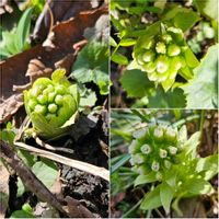 フキノトウ,ビオラ,ギンヨウアカシア,アシタバ,カラトウキの画像