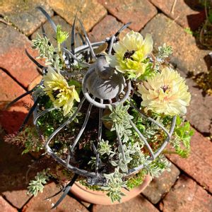 タイム,ティアレラ,ベビーティアーズ,ブロンズフェンネル,コクリュウ（黒竜）の画像