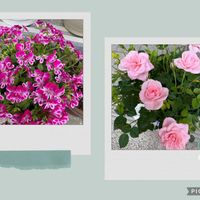 ペラルゴニウム,ミニバラ,ミスピーチ姫,ペラルゴニウム グランパッソ,フウロソウ科の画像