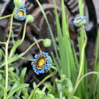 ナチュラルガーデン,自然が好き,GS映え,ミモザ♪,GS日和の画像