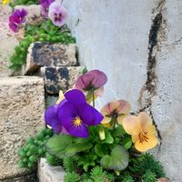 クロッカス,サクランボ,ビオラ,ユーフォルビア アスコットレインボー,ビオラパンプキンの画像