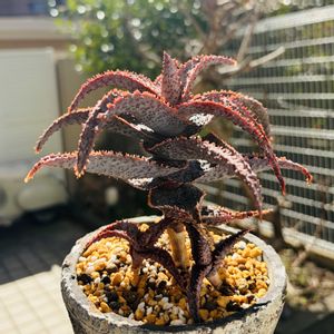 アロエ  ハイブリッド,アロエ　パープルピープルイーター,多肉植物,子株,鉢植えの画像