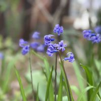 クリスマスローズ,コデマリ,ユキヤナギ,ローマンヒヤシンス,うちの庭からの画像