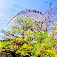 シャクヤク,黒松,枝垂れ桜,チョウジ,かわいいな♡の画像